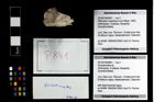 Foto (Objekt + Etikett) von Goniodromites sp.  (NHMW-GEO-2014-0194-0841)
